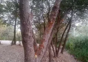 پارک جنگلی خارستان بهبهان