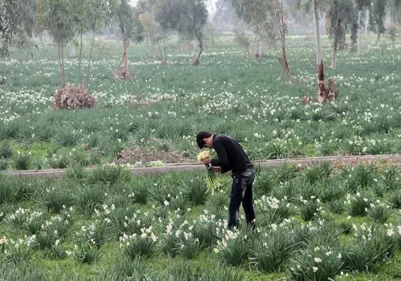 نرگس زار بهبهان