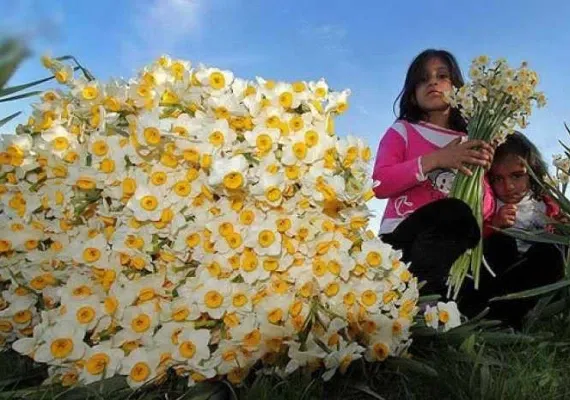 نرگس زار بهبهان