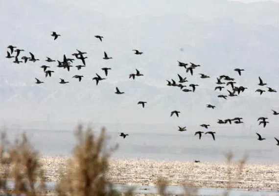 تالاب کجی