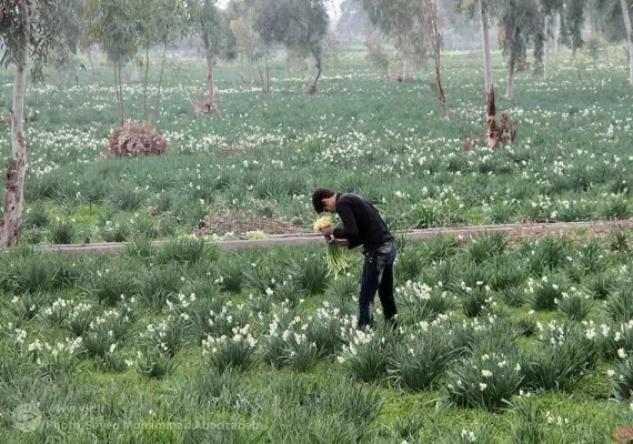 نرگس زار بهبهان