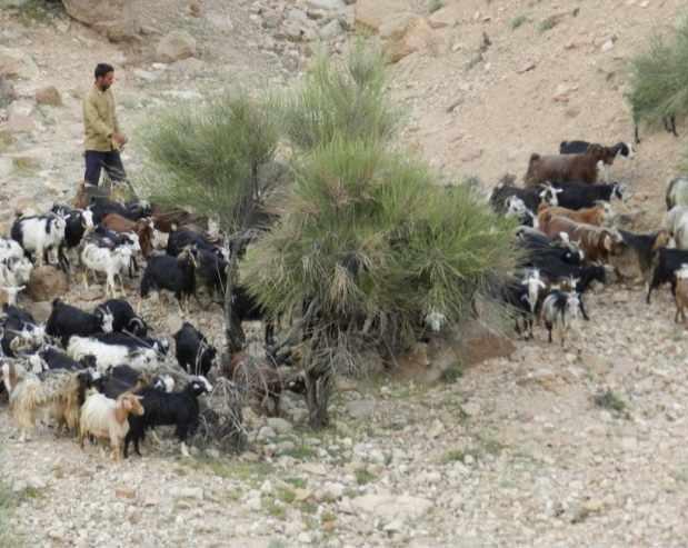 روستای نیگنان