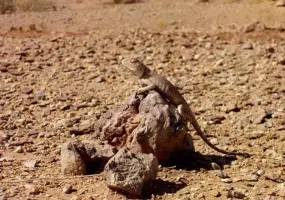 دق پترگان زیرکوه