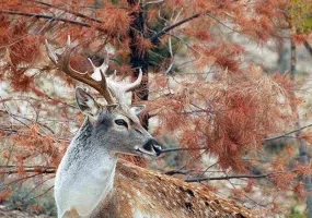 پارک گردشگری بابا امان