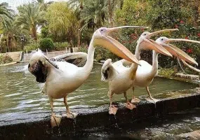 باغ گلشن طبس