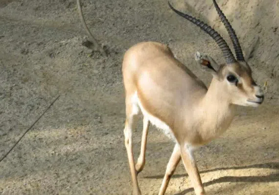 منطقه شكار ممنوع درح