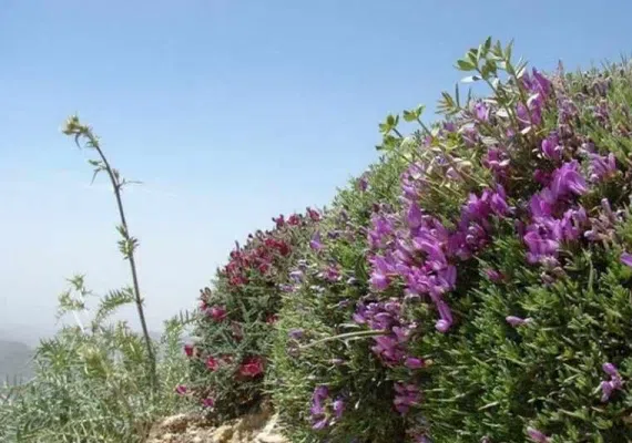 منطقه حفاظت شده بینالود