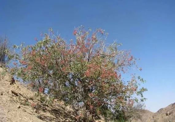 منطقه حفاظت شده هنگام گناباد
