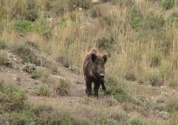 پارک ملی ساریگل