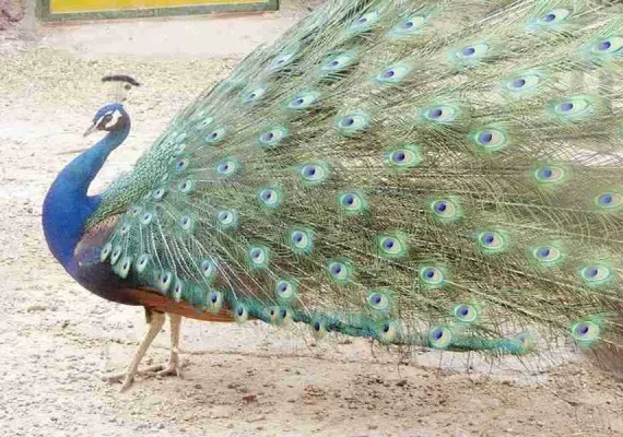 پارک ملی بجستان