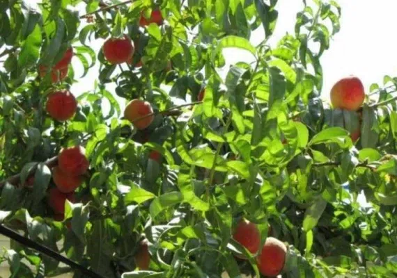 روستای بقمچ