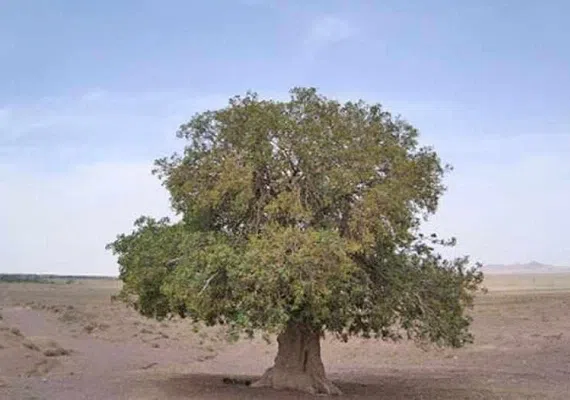 منطقه حفاظت شده هنگام گناباد