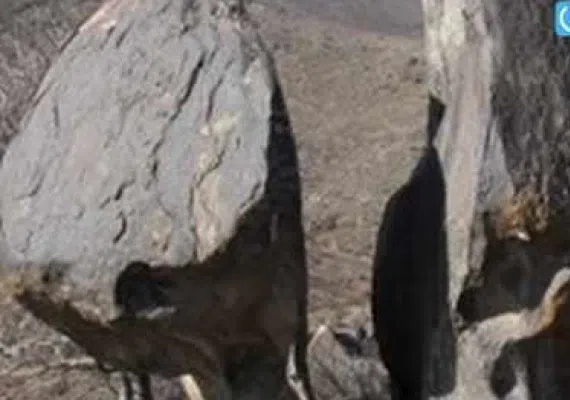 کمر مقبولا بینالود