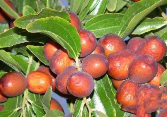 روستای بویک