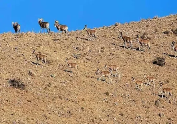 پارک ملی ساریگل