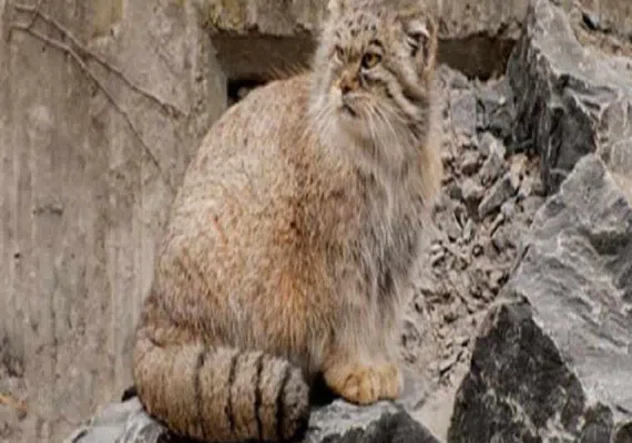 پارک ملی ساریگل