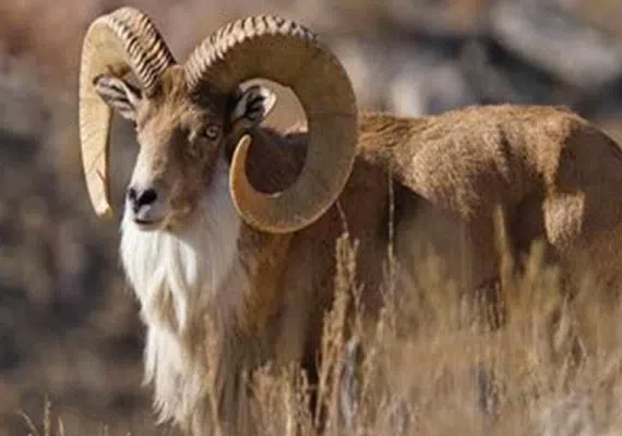 منطقه حفاظت شده رئیسی نیشابور