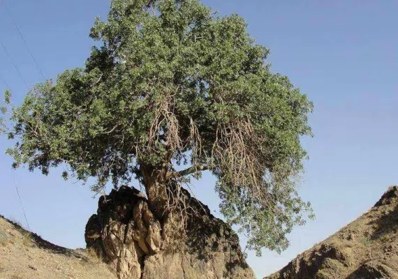 درخت کهنسال بنه بلنجیر