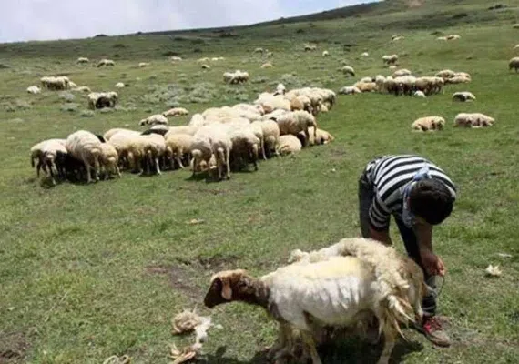 منطقه ييلاقي سنو