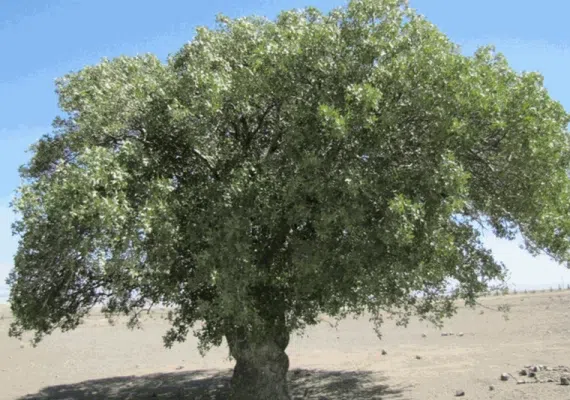 درخت کهنسال یکه درخت