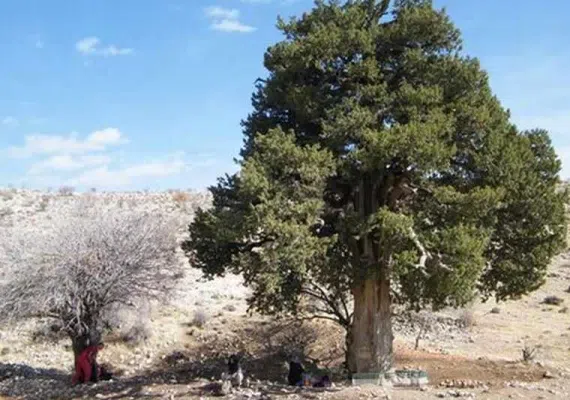 درخت کهنسال یکه درخت