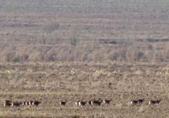 منطقه حفاظت شده رئیسی نیشابور