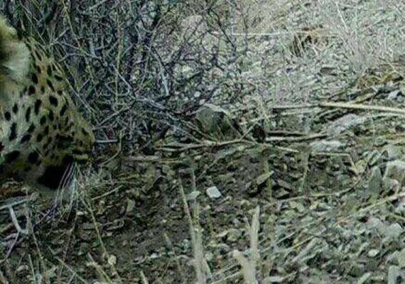 منطقه حفاظت شده حیدری