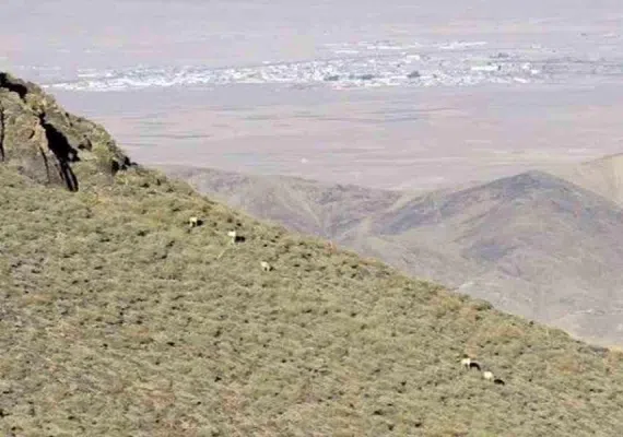 سیاه کوه هلالی