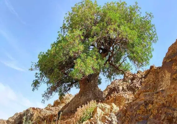 درخت کهنسال بنه بلنجیر