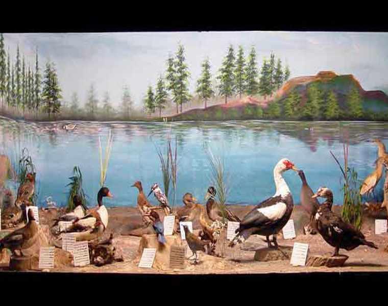 موزه تاریخ طبیعی نیشابور