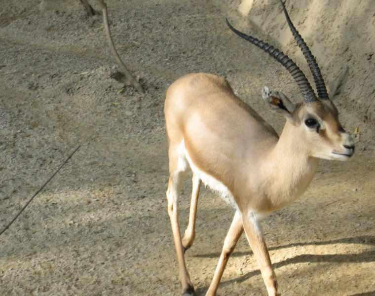 منطقه شكار ممنوع درح