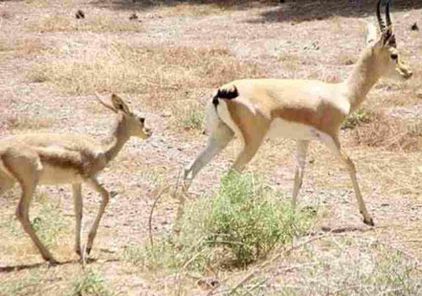 پارک ملی بجستان
