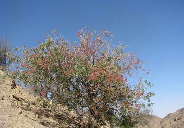 منطقه حفاظت شده هنگام گناباد