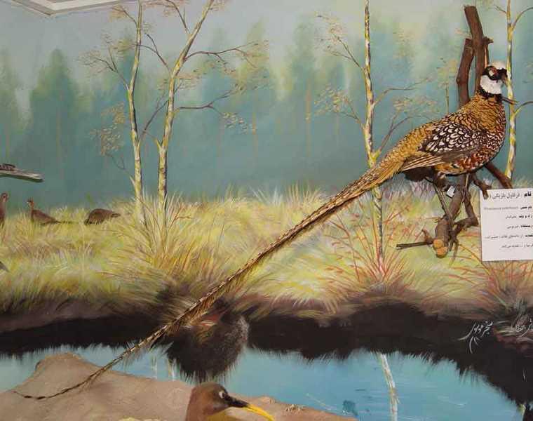 موزه تاریخ طبیعی نیشابور