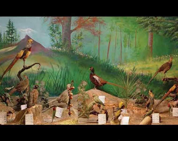 موزه تاریخ طبیعی نیشابور