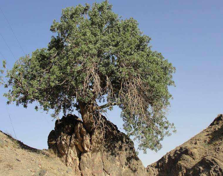 درخت کهنسال بنه بلنجیر