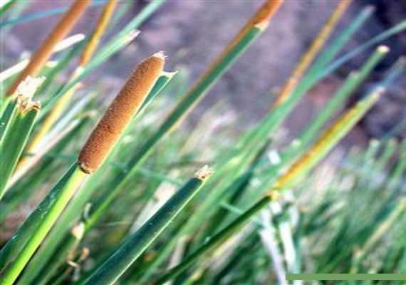 رودخانه کاسکک تربت حیدریه