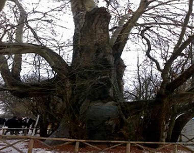 درخت کهنسال چنار روستای رزگ