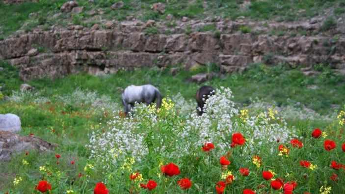 پارك چهلمیر درگز