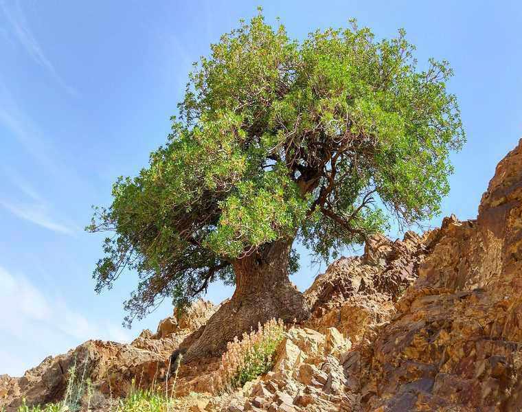 درخت کهنسال بنه بلنجیر