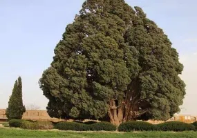 درخت سرو ابرکوه 4500 ساله