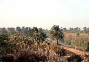 جزیره مینو