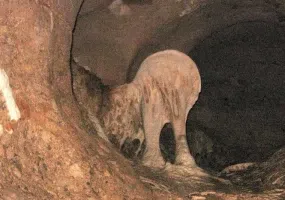 غار طرنگ