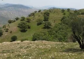 پارک جنگلی تمبی