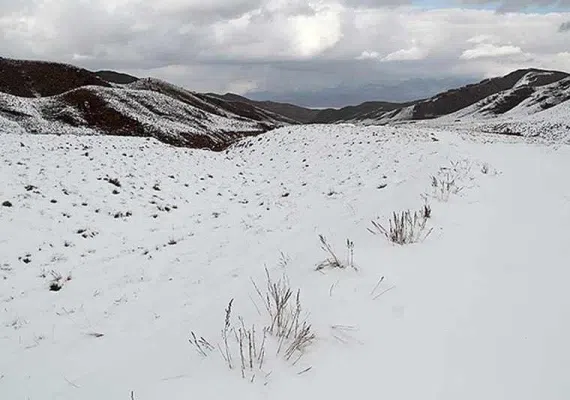 تیگران