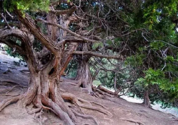 آبشار نورالی