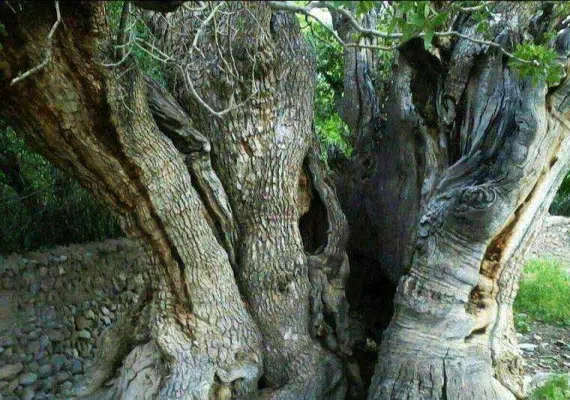 درخت کهنسال پسته رفسنجان