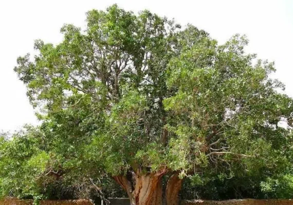 درخت کهنسال پسته رفسنجان