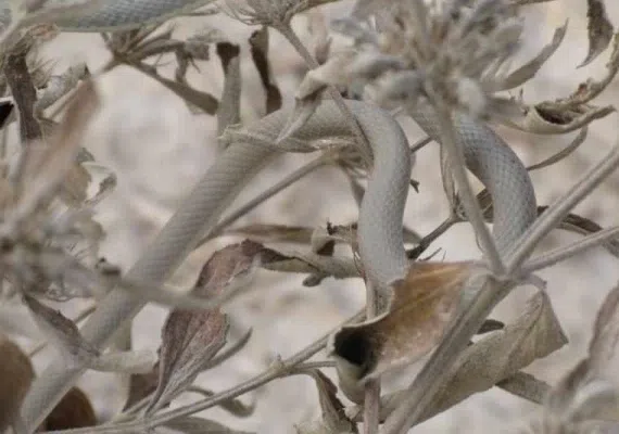 باغ دره