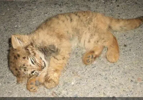 منطقه حفاظت شده ارس سیستان